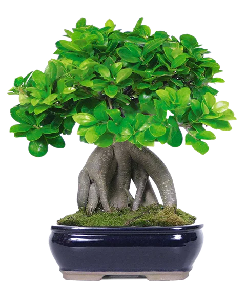 Pianta di Bonsai